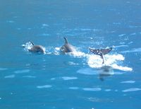 La flore et la faune de l'île de Ténériffe. Baleines. Cliquer pour agrandir l'image.