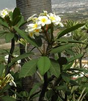Die Flora und Fauna der Insel Teneriffa. Blume, Los Realejos. Klicken, um das Bild zu vergrößern
