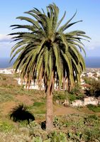 A flora e a fauna da ilha de Tenerife. Palmeira-das-canárias. Clicar para ampliar a imagem.