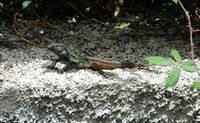 La flore et la faune de l'île de Ténériffe. Lézard mâle, barranco de Martiánez. Cliquer pour agrandir l'image.