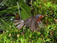 La flora y la fauna de la isla de Tenerife. Bird, anexo Jardín Botánico de La Orotava. Haga clic para ampliar la imagen.
