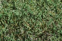 La flore et la faune de l'île de Ténériffe. Cytise du pic (Adenocarpus viscosus) dans le parc national du Teide. Cliquer pour agrandir l'image.
