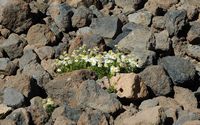 La flore et la faune de l'île de Ténériffe. Marguerite du Teide (Argyranthemum teneriffae) sur le pic du Teide. Cliquer pour agrandir l'image.