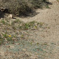 A ilha de La Graciosa em Lanzarote. Um corre-caminhos (Anthus bertheloti) em uma pista da ilha. Clicar para ampliar a imagem.