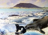La isla de Lobos en Fuerteventura. focas monje en Los Lobos (reconstitución acuarela). Haga clic para ampliar la imagen.