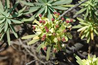A ilha de Lobos em Fuerteventura. Leiterena balsâmica (Euphorbia balsamifera). Clicar para ampliar a imagem.