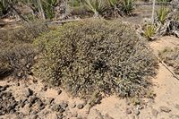 A ilha de Lobos em Fuerteventura. Leiterena balsâmica (Euphorbia balsamifera). Clicar para ampliar a imagem.