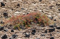 Die Insel Lobos in Fuerteventura. Fabagelle von Desfontaines (Zygophyllum fontanesii). Klicken, um das Bild zu vergrößern