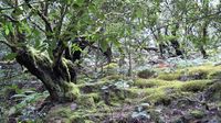 El Parque Nacional de Garajonay en La Gomera. Haga clic para ampliar la imagen.