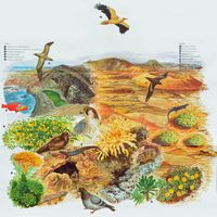 Het Nationaal Park van Timanfaya in Lanzarote. De flora en fauna van het Park. Klikken om het beeld te vergroten.