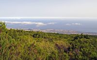 O parque natural da Corona Forestal em Tenerife. Vista de Puerto La Cruz e La Orotava do miradouro da Rosa de Piedra. Clicar para ampliar a imagem.