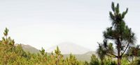 Het natuurpark van de Corona Forestal in Tenerife. Uitzicht op de Pico del Teide vanuit het oogpunt van de Rosa de Piedra. Klikken om het beeld te vergroten.