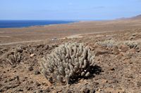 O parque natural de Jandía em Fuerteventura. Euphorbia handiensis (autor Frank Vincentz). Clicar para ampliar a imagem.
