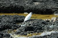 A aldeia de Corralejo em Fuerteventura. Garça-branca-pequena (Egretta garzetta) no porto de Corralejo. Clicar para ampliar a imagem.