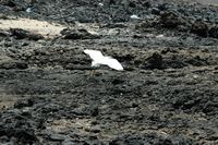 A aldeia de Corralejo em Fuerteventura. Garça-branca-pequena (Egretta garzetta) no porto de Corralejo. Clicar para ampliar a imagem.