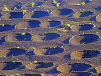 El pueblo de La Geria en Lanzarote. el parque natural de los Volcanes en Lanzarote. La Geria, viñedos. Haga clic para ampliar la imagen.