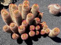 Der Kaktusgarten in Guatiza auf Lanzarote. Cactus Garden. Klicken, um das Bild zu vergrößern