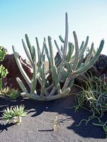 De verzameling van cactussen van de Cactustuin in Guatiza in Lanzarote. Stenocereus pruinosus. Klikken om het beeld te vergroten.