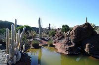 La collection de cactus du Jardin de Cactus à Guatiza à Lanzarote. Bassin. Cliquer pour agrandir l'image.