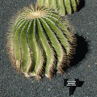 De verzameling van cactussen van de Cactustuin in Guatiza in Lanzarote. Ferocactus schwarzii. Klikken om het beeld te vergroten.