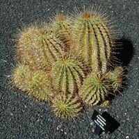 A coleção de cactus do Jardim de Cactus em Guatiza em Lanzarote. Ferocactus echidne. Clicar para ampliar a imagem.