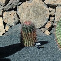 A coleção de cactus do Jardim de Cactus em Guatiza em Lanzarote. Ferocactus cylindraceus. Clicar para ampliar a imagem.