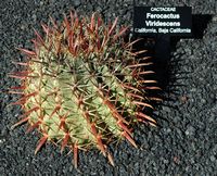 La colección de cactus del Jardín de Cactus de Guatiza en Lanzarote. Ferocactus viridescens. Haga clic para ampliar la imagen.