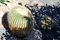 La collection de cactus du Jardin de Cactus à Guatiza à Lanzarote. Ferocactus histrix. Cliquer pour agrandir l'image.