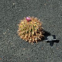 La collection de cactus du Jardin de Cactus à Guatiza à Lanzarote. Ferocactus latispinus. Cliquer pour agrandir l'image.