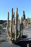 La colección de cactus del Jardín de Cactus de Guatiza en Lanzarote. Espostoa huanucoensis. Haga clic para ampliar la imagen.
