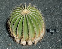 La collection de cactus du Jardin de Cactus à Guatiza à Lanzarote. Ferocactus schwarzii. Cliquer pour agrandir l'image.