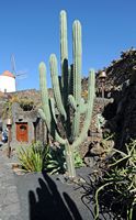 De verzameling van cactussen van de Cactustuin in Guatiza in Lanzarote. Pachycereus weberi. Klikken om het beeld te vergroten.