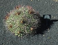 A coleção de cactus do Jardim de Cactus em Guatiza em Lanzarote. Thelocactus rinconensis. Clicar para ampliar a imagem.