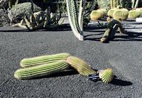 A coleção de cactus do Jardim de Cactus em Guatiza em Lanzarote. Echinopsis spachiana. Clicar para ampliar a imagem.