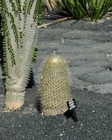 La collection de cactus du Jardin de Cactus à Guatiza à Lanzarote. Thelocactus conothelos subspecies aurantiacus. Cliquer pour agrandir l'image.