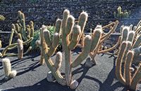A coleção de cactus do Jardim de Cactus em Guatiza em Lanzarote. Oreocereus pseudofossulatus. Clicar para ampliar a imagem.