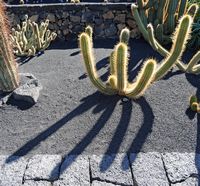 De verzameling van cactussen van de Cactustuin in Guatiza in Lanzarote. Echinopsis thelegonoides. Klikken om het beeld te vergroten.