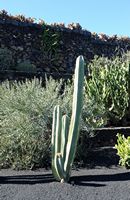 A coleção de cactus do Jardim de Cactus em Guatiza em Lanzarote. Stenocereus dumortieri. Clicar para ampliar a imagem.
