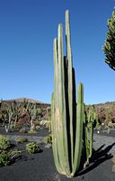 The Cactus Garden cactus collection in Guatiza in Lanzarote. Pachycereus marginatus. Click to enlarge the image.