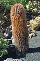 De verzameling van cactussen van de Cactustuin in Guatiza in Lanzarote. Ferocactus stainesii. Klikken om het beeld te vergroten.