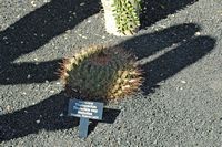 La collection de cactus du Jardin de Cactus à Guatiza à Lanzarote. Thelocactus tulensis subspecies matudae. Cliquer pour agrandir l'image.