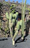 A coleção de cactus do Jardim de Cactus em Guatiza em Lanzarote. Polaskia chichipe. Clicar para ampliar a imagem.