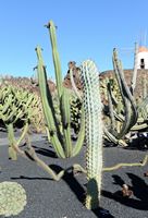 De verzameling van cactussen van de Cactustuin in Guatiza in Lanzarote. Browningia hertlingiana. Klikken om het beeld te vergroten.