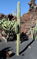 La colección de cactus del Jardín de Cactus de Guatiza en Lanzarote. Stenocereus gummosus. Haga clic para ampliar la imagen.
