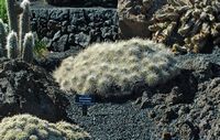 De verzameling van cactussen van de Cactustuin in Guatiza in Lanzarote. Mammillaria compressa. Klikken om het beeld te vergroten.