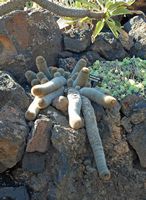 La colección de cactus del Jardín de Cactus de Guatiza en Lanzarote. Mammillaria spinosissima. Haga clic para ampliar la imagen.