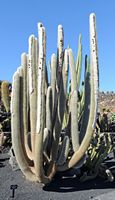 The Cactus Garden cactus collection in Guatiza in Lanzarote. Micranthocereus albicephalus. Click to enlarge the image.