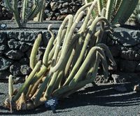 A coleção de cactus do Jardim de Cactus em Guatiza em Lanzarote. Cleistocactus parviflorus. Clicar para ampliar a imagem.