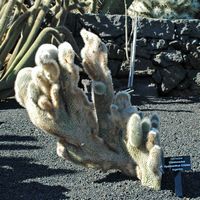 The Cactus Garden cactus collection in Guatiza in Lanzarote. Cleistocactus hyalacanthus. Click to enlarge the image.