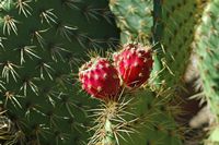 A coleção de cactus do Jardim de Cactus em Guatiza em Lanzarote. Opuntia littoralis. Clicar para ampliar a imagem.
